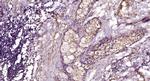 CD28 Antibody in Immunohistochemistry (Paraffin) (IHC (P))