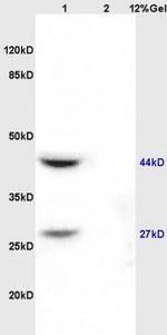 Smac/DIABLO Antibody in Western Blot (WB)