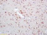 GAD67/GAD1 Antibody in Immunohistochemistry (Paraffin) (IHC (P))