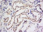 Dymeclin Antibody in Immunohistochemistry (Paraffin) (IHC (P))