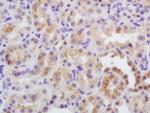 SFRP1 Antibody in Immunohistochemistry (Paraffin) (IHC (P))