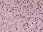 SFRP1 Antibody in Immunohistochemistry (Paraffin) (IHC (P))