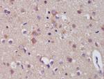 Dynorphin A/Proenkephalin B Antibody in Immunohistochemistry (Paraffin) (IHC (P))