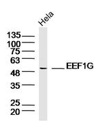 EEF1G Antibody in Western Blot (WB)