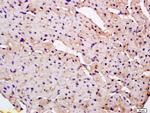 PARK7 Antibody in Immunohistochemistry (Paraffin) (IHC (P))