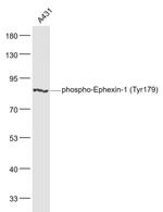Phospho-Ephexin-1 (Tyr179) Antibody in Western Blot (WB)