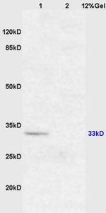XAF1 Antibody in Western Blot (WB)
