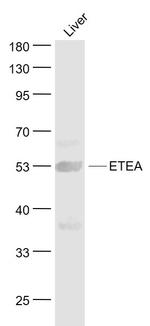 ETEA Antibody in Western Blot (WB)