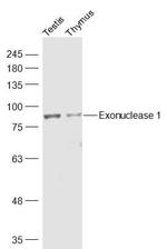 Exonuclease 1 Antibody in Western Blot (WB)