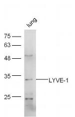 LYVE-1 Antibody in Western Blot (WB)