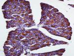 FAM134B Antibody in Immunohistochemistry (Paraffin) (IHC (P))