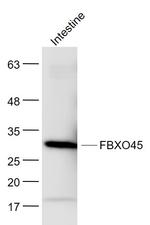 FBXO45 Antibody in Western Blot (WB)