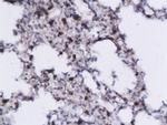 IL-5 Antibody in Immunohistochemistry (Paraffin) (IHC (P))