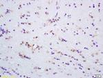 ERK4 Antibody in Immunohistochemistry (Paraffin) (IHC (P))