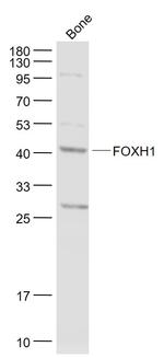 FOXH1 Antibody in Western Blot (WB)