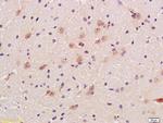 GAD65 + GAD67 Antibody in Immunohistochemistry (Paraffin) (IHC (P))