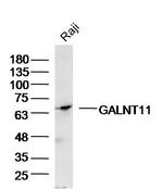 GALNT11/GalNAc-T11 Antibody in Western Blot (WB)