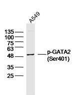 Phospho-GATA2 (Ser401) Antibody in Western Blot (WB)