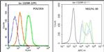 ZO-1 Antibody in Flow Cytometry (Flow)