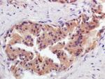 GCNT2 Antibody in Immunohistochemistry (Paraffin) (IHC (P))