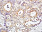 Glutaredoxin 2 Antibody in Immunohistochemistry (Paraffin) (IHC (P))