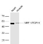 NRF-1 Antibody in Western Blot (WB)