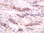 GM2A Antibody in Immunohistochemistry (Paraffin) (IHC (P))