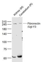 Fibronectin/Ugl-Y3 Antibody in Western Blot (WB)