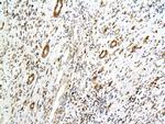 Podocalyxin Antibody in Immunohistochemistry (Paraffin) (IHC (P))