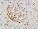 Podocalyxin Antibody in Immunohistochemistry (Paraffin) (IHC (P))