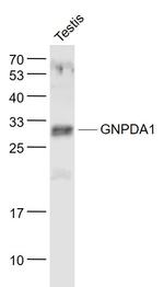 GNPDA1 Antibody in Western Blot (WB)