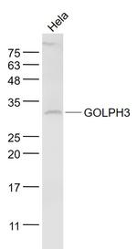 GOLPH3 Antibody in Western Blot (WB)