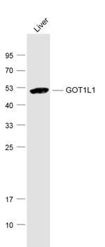 GOT1L1 Antibody in Western Blot (WB)