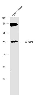 GPBP1/Vasculin Antibody in Western Blot (WB)