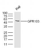 GPR103 Antibody in Western Blot (WB)