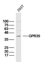 GPR35 Antibody in Western Blot (WB)