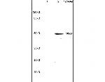 Apolipoprotein J Antibody in Western Blot (WB)