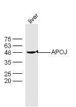 Apolipoprotein J Antibody in Western Blot (WB)