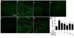 AIF1 Antibody in Immunohistochemistry (Paraffin) (IHC (P))