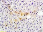 Tsg101 Antibody in Immunohistochemistry (Paraffin) (IHC (P))