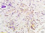 Tsg101 Antibody in Immunohistochemistry (Paraffin) (IHC (P))