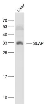 SLAP Antibody in Western Blot (WB)