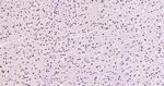 SAM68 Antibody in Immunohistochemistry (Paraffin) (IHC (P))