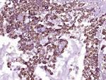 PCDHB10 Antibody in Immunohistochemistry (Paraffin) (IHC (P))