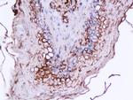 Ghrelin 28 Antibody in Immunohistochemistry (Paraffin) (IHC (P))