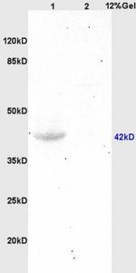 GPR30 Antibody in Western Blot (WB)