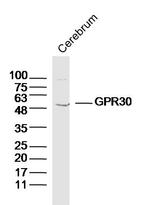 GPR30 Antibody in Western Blot (WB)