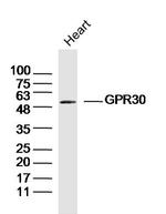 GPR30 Antibody in Western Blot (WB)