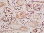 CD13/APN/ANPEN Antibody in Immunohistochemistry (Paraffin) (IHC (P))