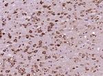 CEP290 Antibody in Immunohistochemistry (Paraffin) (IHC (P))